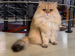 -豆逗聊愈猫阁Easy Life