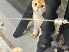 -琪喵猫屋·撸猫猫咖·猫舍