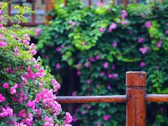 -九如山休闲旅游度假区