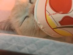 -芭比堂动物医院·犬猫全科·异宠专科(雁塔分院)