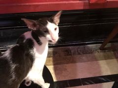 -猫色咖啡·猫咖