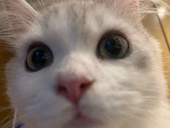 -山宅一喵德文卷毛猫舍