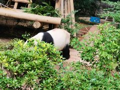 -深圳野生动物园