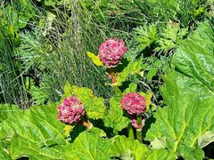 -白草畔自然风景区