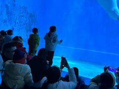 -芜湖新华联大白鲸海洋公园