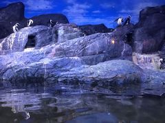 -暹罗海洋世界