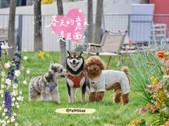 -爪吧宠物乐园 (温榆河示范区店)