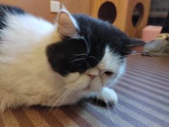 -MOCHA明星猫咖(田子坊店)