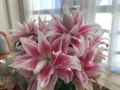 -JNK皮肤管理中心