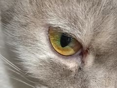 -猫色咖啡·猫咖