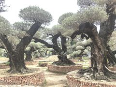 -陈村花卉小镇-花卉世界