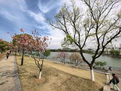-羊山湖公园