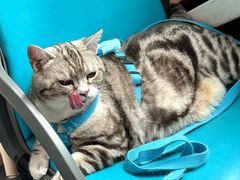 -帕帕拉兹宠物(亚洲旗舰店)