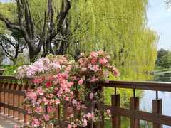 -上海滨江森林公园