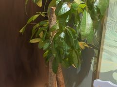 -曼格纳·曼芯馆(杨浦店)