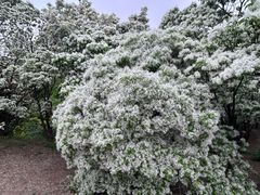 -国家植物园南园