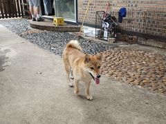 -柴犬高等学院·狗咖·柴犬售卖·宠物训练