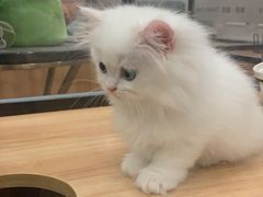 -袖虎·猫馆(体育西路店)