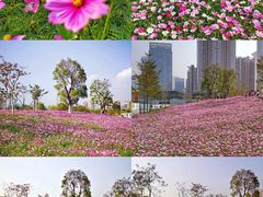 -香蜜公园
