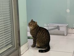 -纳吉亚猫专科动物医院博雅分院