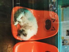 -猫咪博物馆(顶澳仔猫街店)