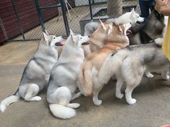 -TrueLove @ Neverland (Husky Cafe)