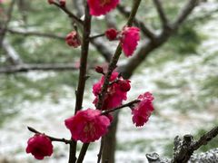 -梅花山(明孝陵内)