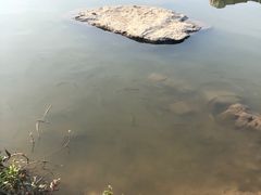-海珠湖公园