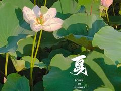 -荷塘月色湿地公园·向阳花洲