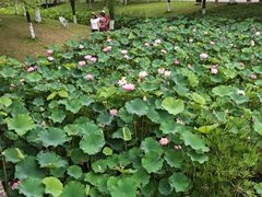 -沐仙湖湿地公园