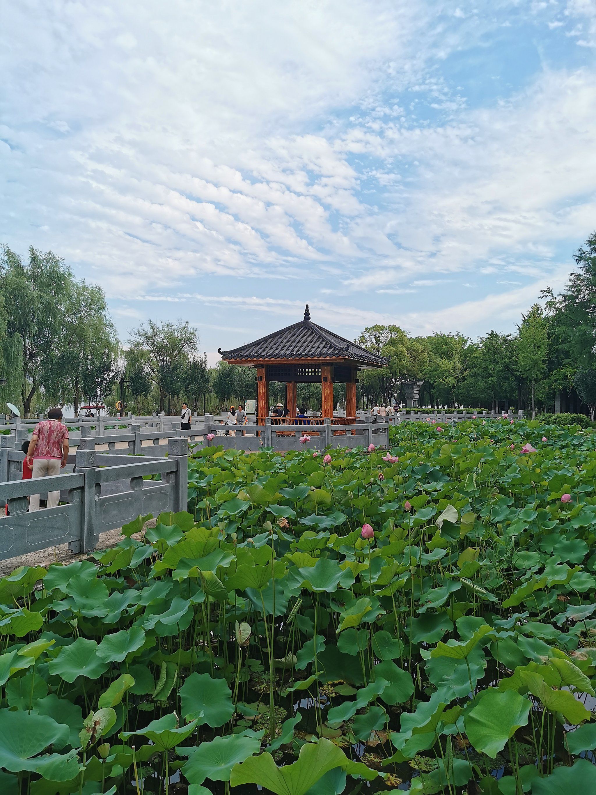 长江大桥下的荷花