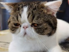 -瞄一喵猫咖(格力海岸店)