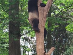 -都江堰中华大熊猫苑