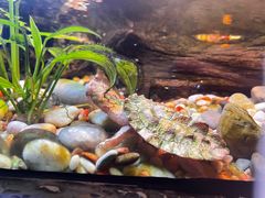 -上海海洋水族馆
