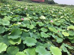 -荷塘月色湿地公园·向阳花洲