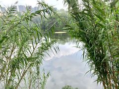 -重庆彩云湖湿地公园