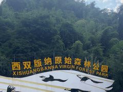 -西双版纳原始森林公园