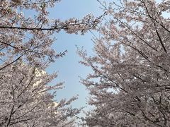 -高东镇樱花园