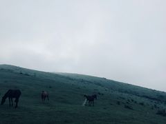 -大姆山草场