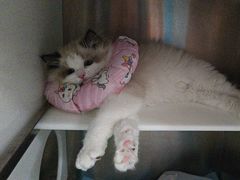 -康爱犬猫诊所·牙专科·骨外科·影像内科(丰宁店)