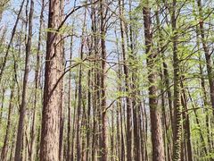 -上海共青森林公园