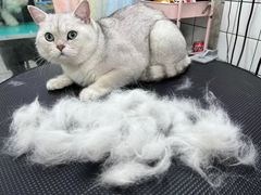 -唐小姐の猫狗洗护·购宠旗舰店(周浦万达店)