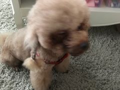 -爱诺耐芙动物医院(万博店)