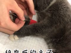 -爱侣宠医·鹦鹉专科·小型哺乳类·异宠专科(灵石路店)