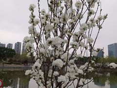 -莘庄梅园
