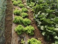 -万源龙顺度假庄园生态观光园