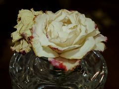 -Uncle Kosto科斯托·中东菜