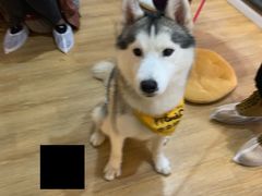 -Husky Go! 哈士奇体验馆·宠物咖啡厅狗咖