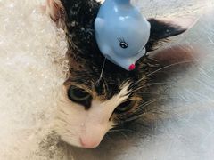 -PETKIT小佩宠物(古北店)