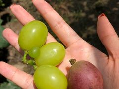 -马陆小张葡萄园农家乐